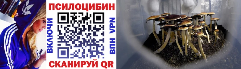 Галлюциногенные грибы Psilocybe  Купить где  Домодедово 